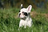 BOULEDOGUE FRANCAIS 1238